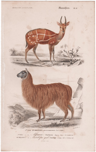 Antelope, Alpaca